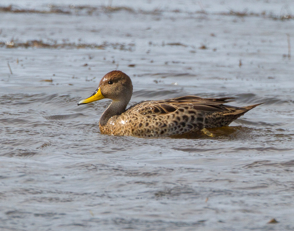 Yellow-billed Pintail Duck