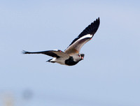 Southern Lapwing Plover