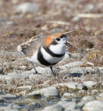 Two-banded Plover