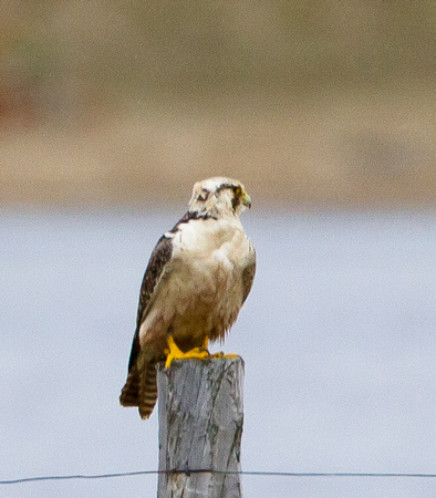Peregrine Falcon, Pallid