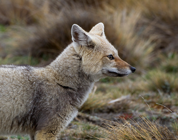 Southern Grey Fox