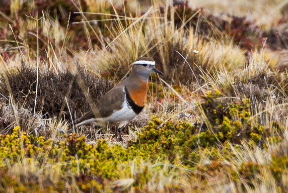 Rufus-chested Dotterel