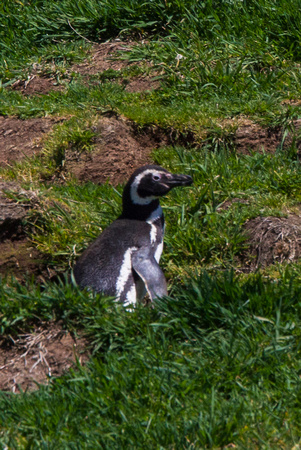 Megellanic Penguin