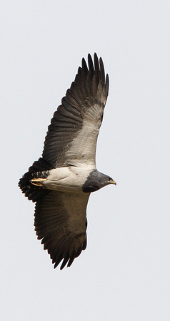 Black-chested Buzzard-eagle
