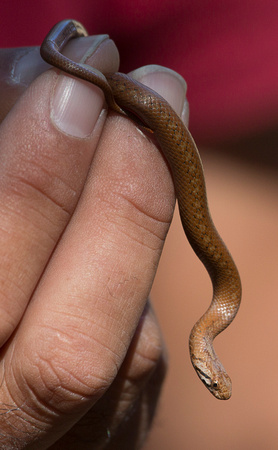Short-tailed Snake