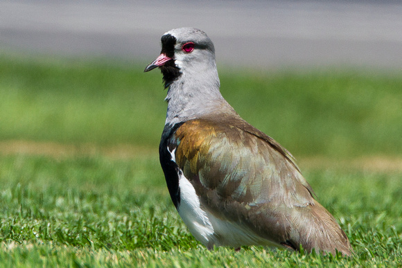 Southern Lapwing Plover