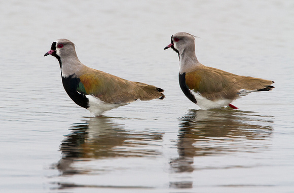Southern lapwing Plover