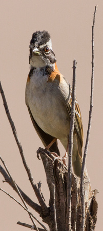 Rufous-collard Sparrow