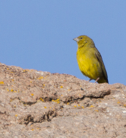 Greenish Yellow-finch