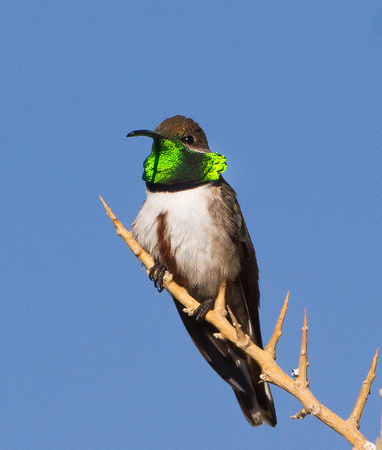 Andean Hillstar Hummingbird