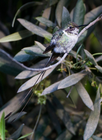 Peruvian Sheartail Hummingbird