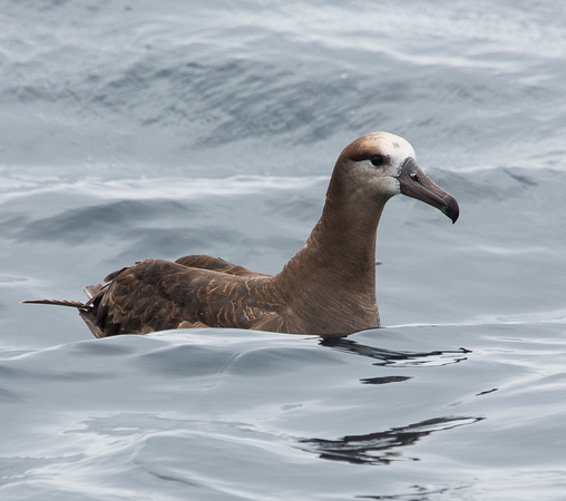 Black-footed Albatross