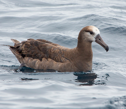 Black-footed Albatross