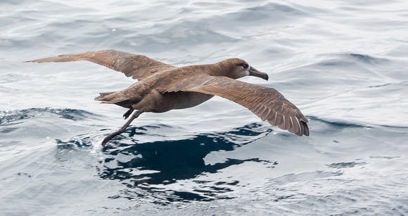 Black-footed Albatross