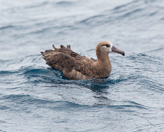 Black-footed Albatross