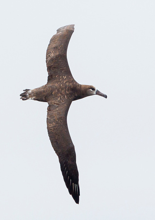 Black-footed Albatross