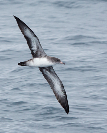 Pink-footed Shearwater