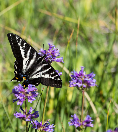 Pale Swallowtail Butterfly