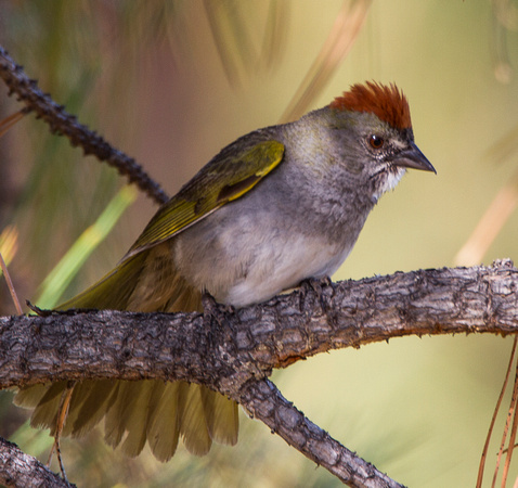 Green-tailed Tohee