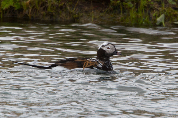 Long-tailed Duck, Lake Myvtn, Iceland