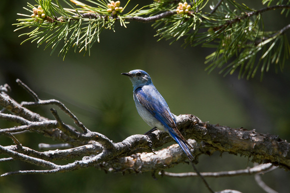Mountian Bluebird