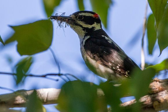 Hariy Woodpecker