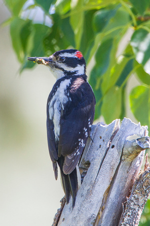Hariy Woodpecker