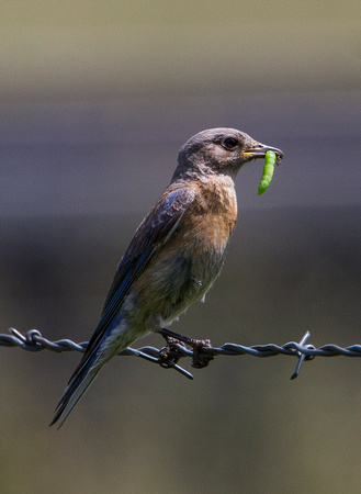 Western Bluebird