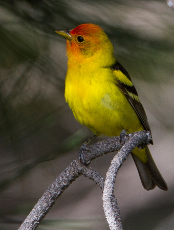 Western Tanager