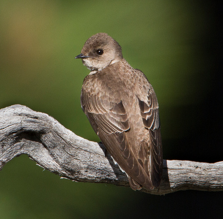 Rough-winged Swallow